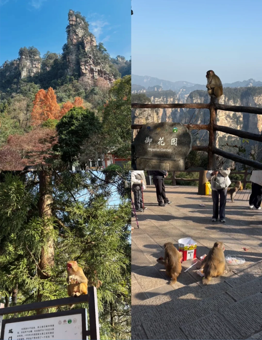 张家界 这样做不被猴抓！