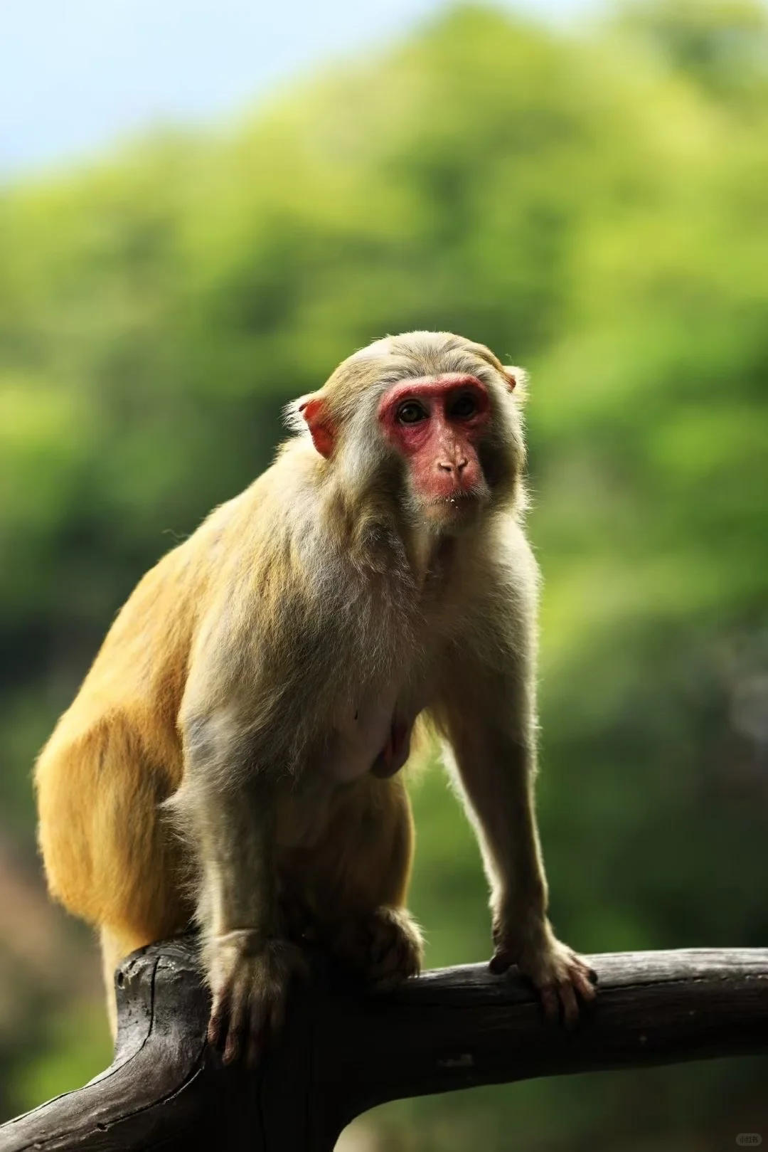 张家界一卡游！