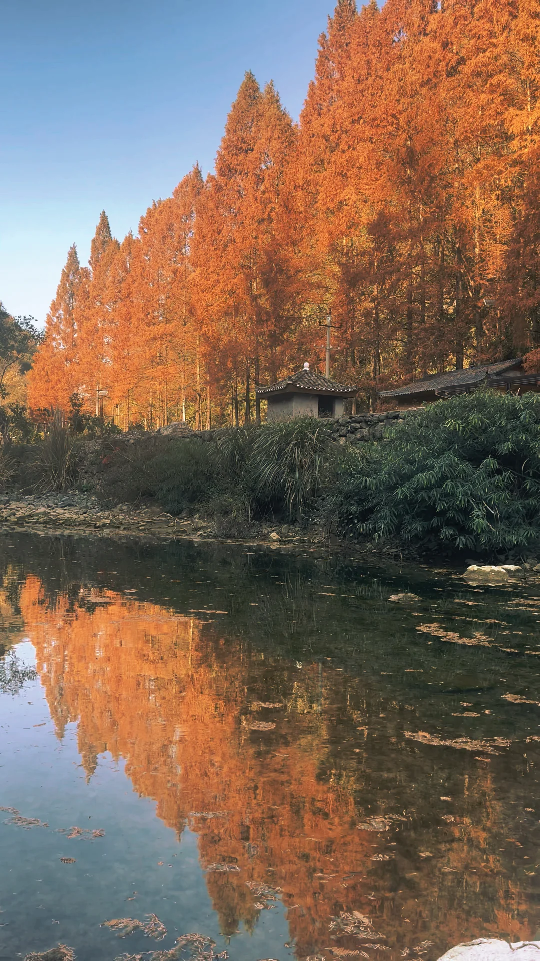 张家界的秋日限定【马头溪】～