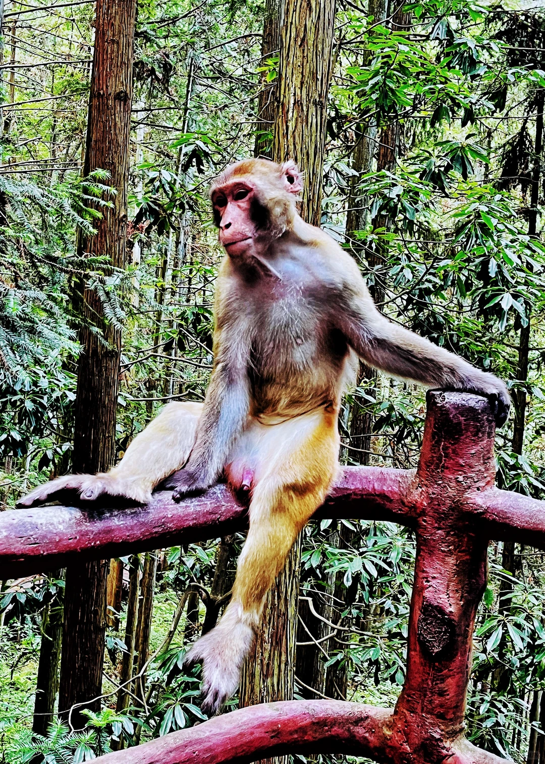 张家界|藏在仙境里的奇峰峻岭
