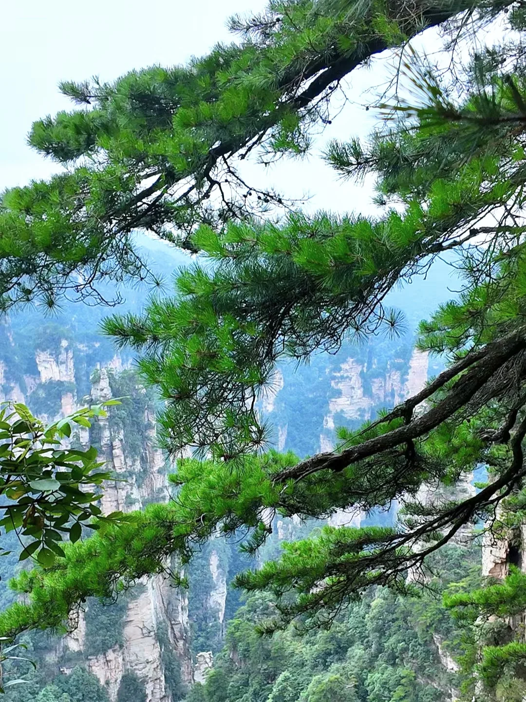 去了张家界武陵源，感觉其他山就不想去了