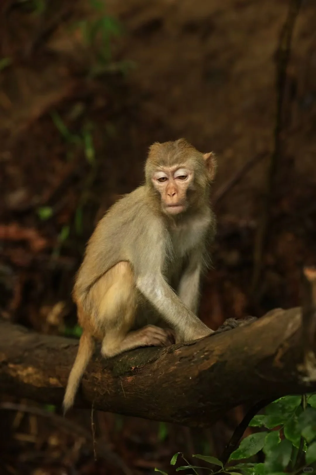 张家界一卡游！