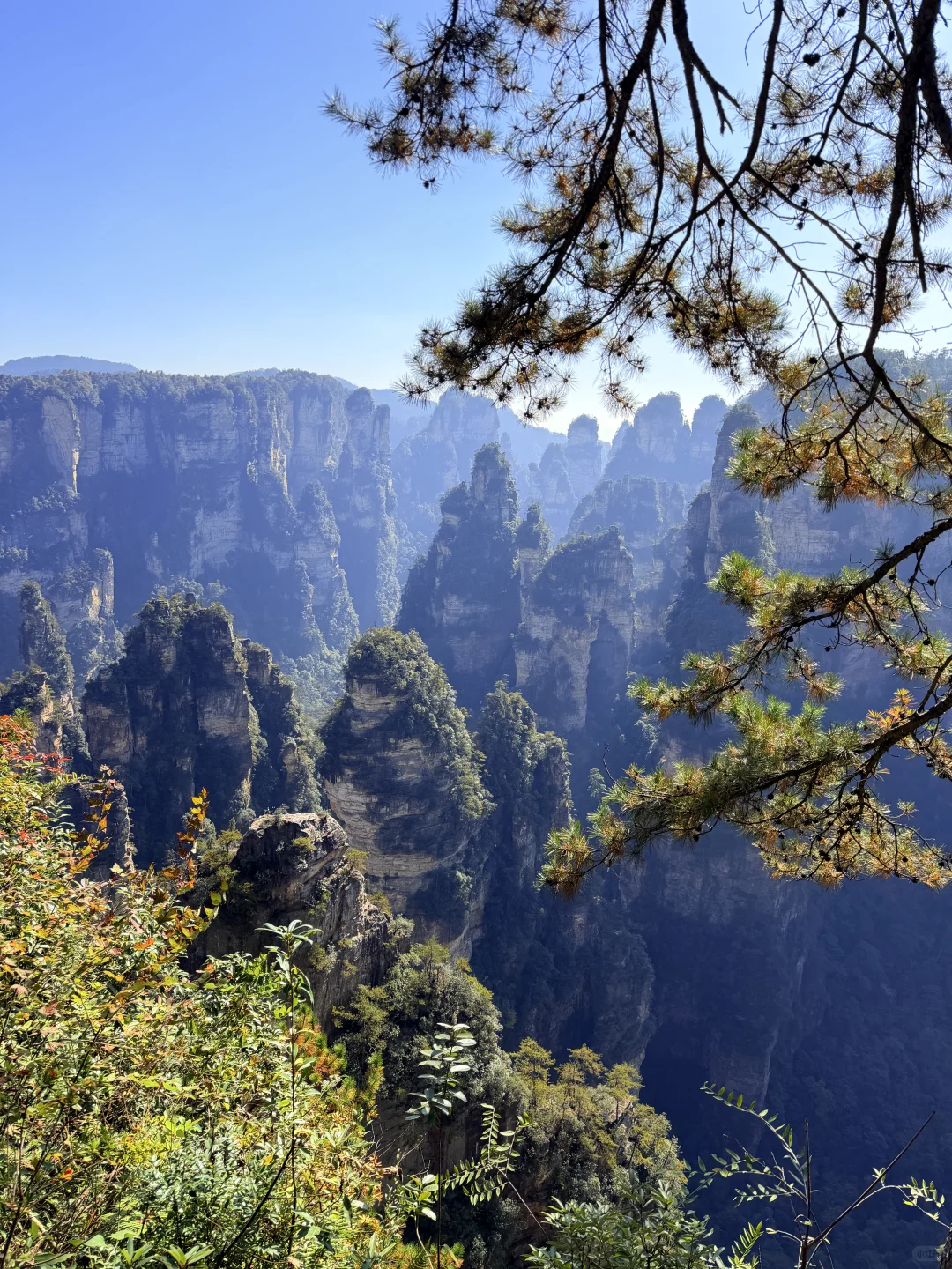 张家界国家森林公园⛰️阿凡达取景地