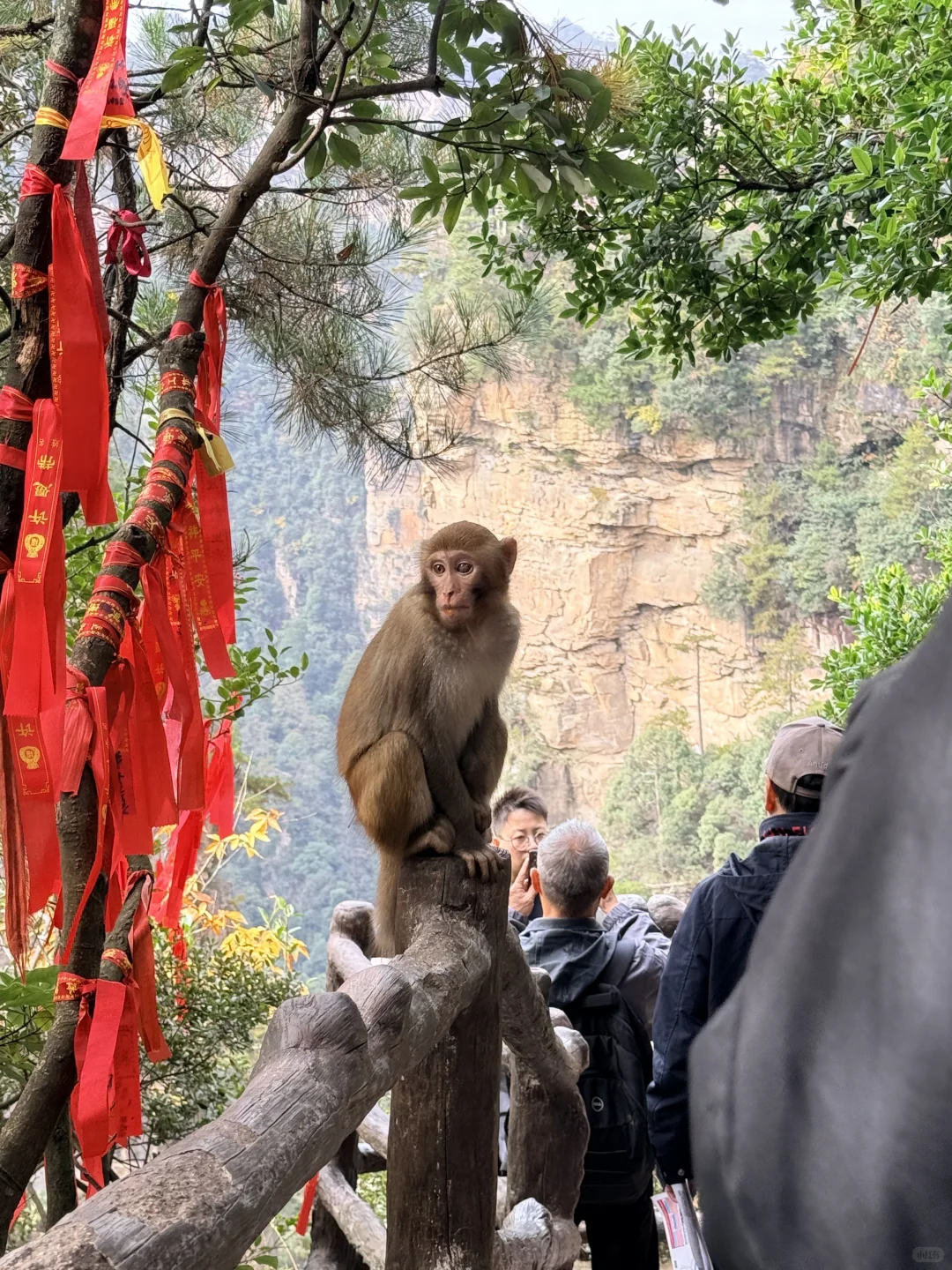 11.11的张家界森林公园