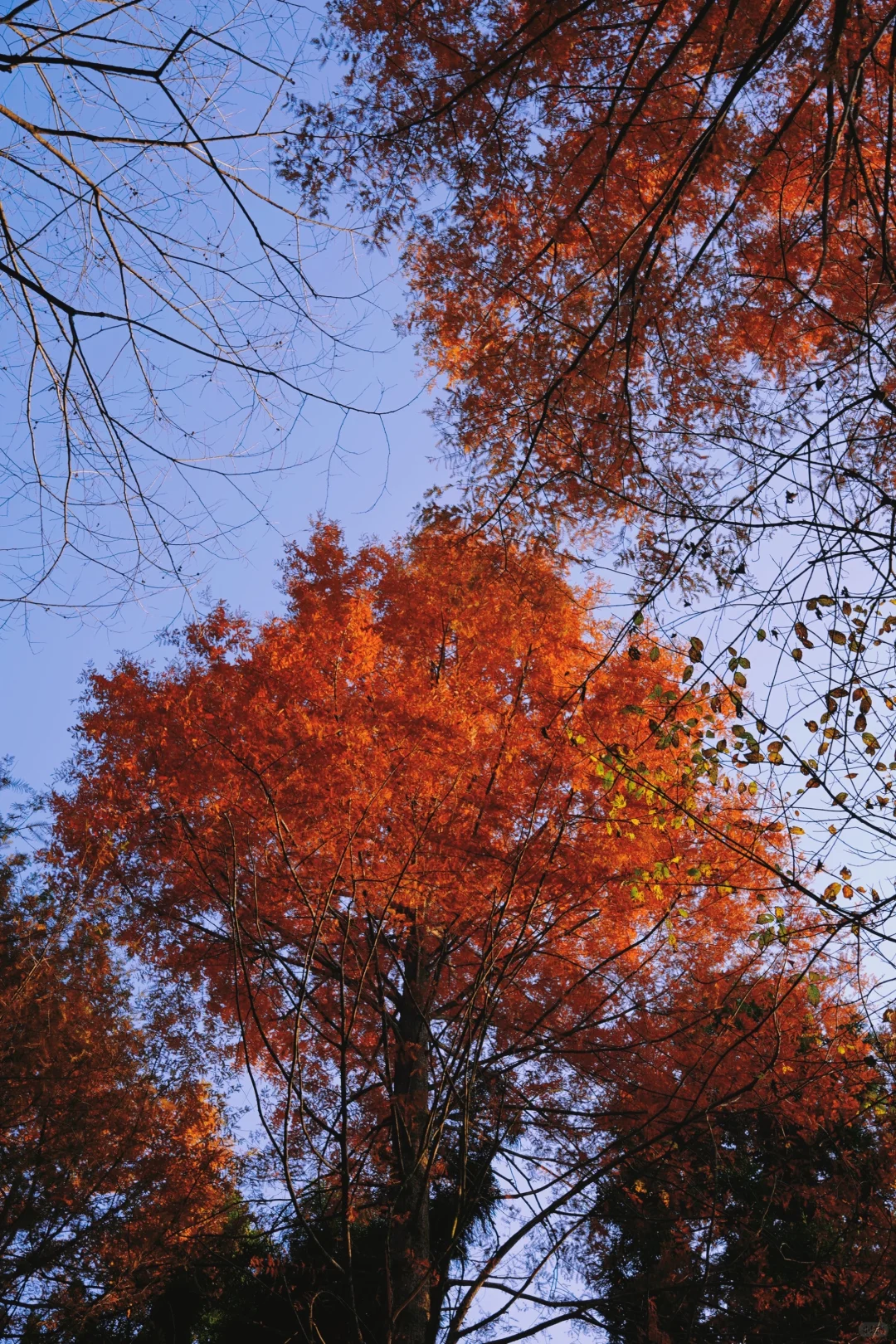 张家界的深秋绝美啊～