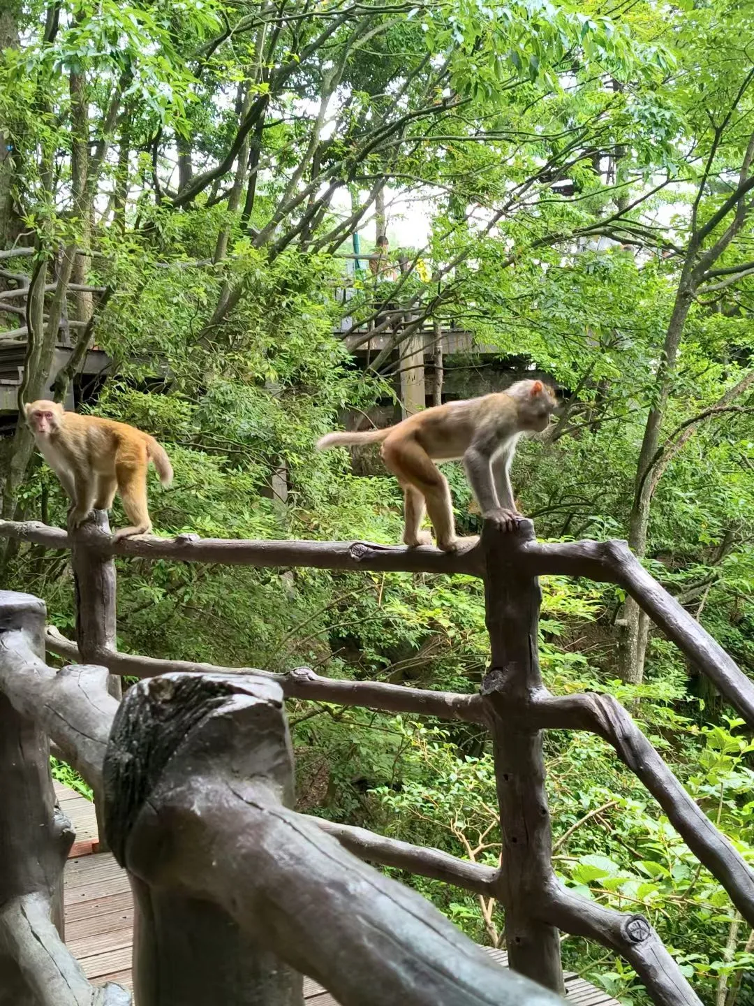去了张家界武陵源，感觉其他山就不想去了