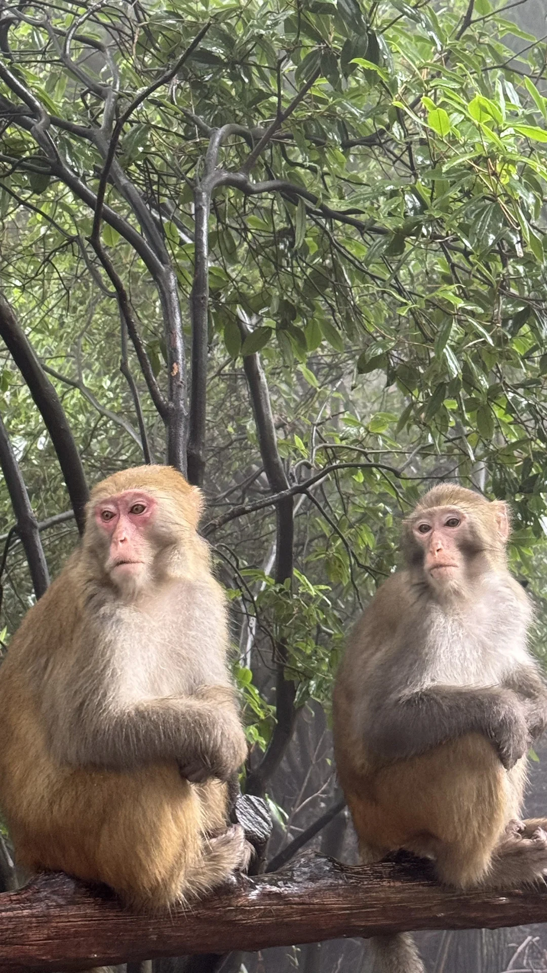 9.15实况 张家界国家森林公园