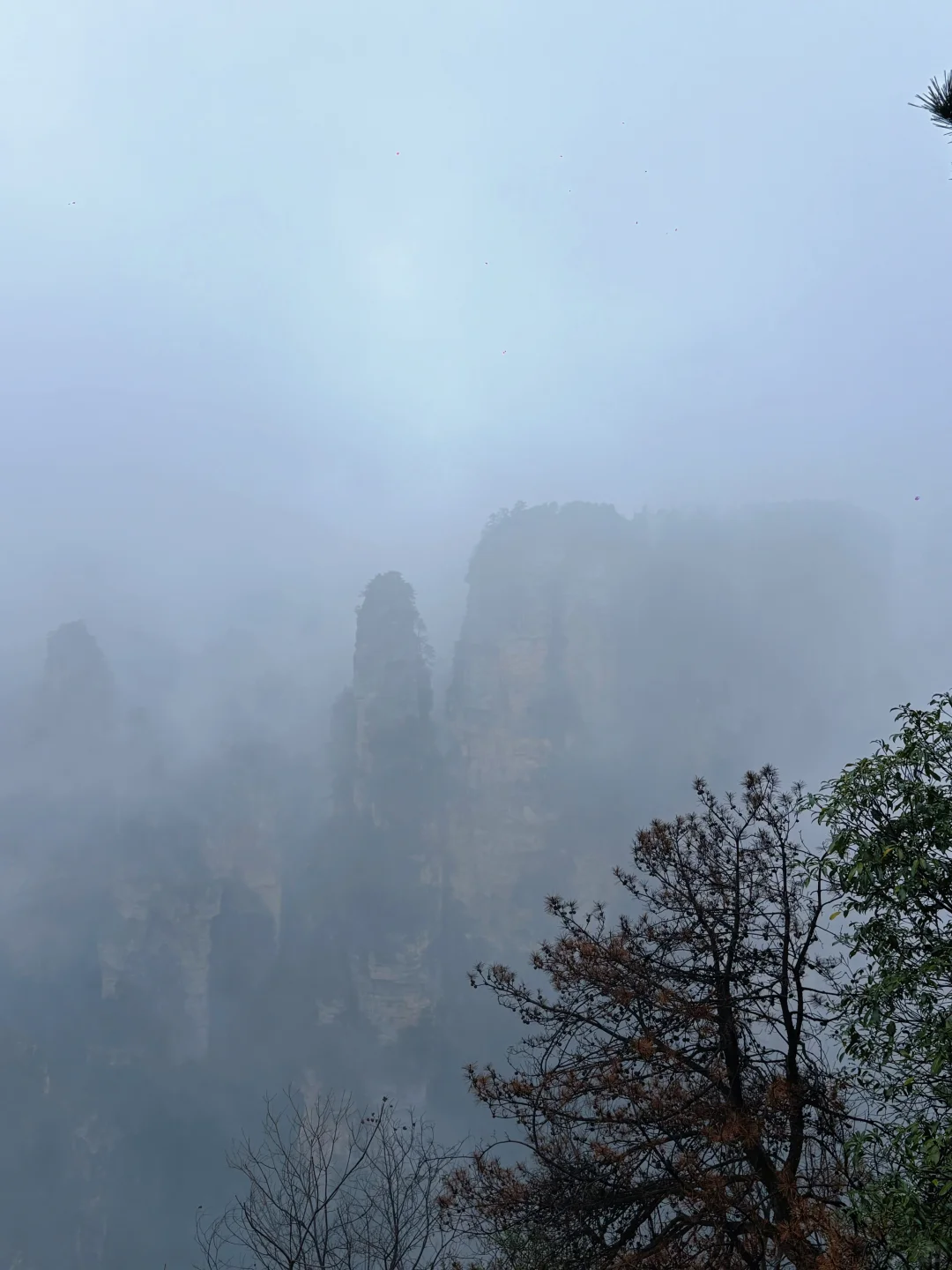 张家界 这样做不被猴抓！