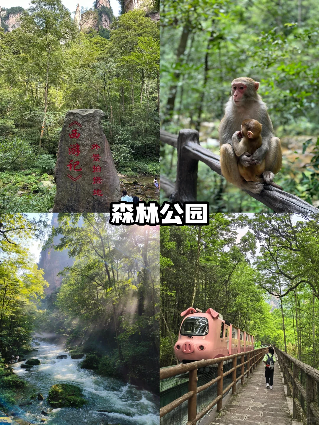 🔥张家界高端定制小团🌈尊享奢华之旅