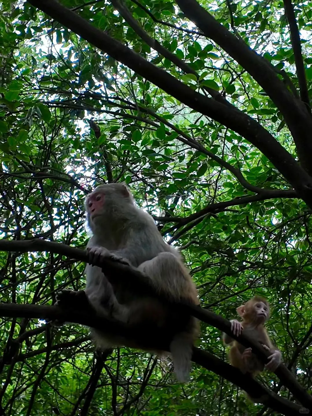 去了张家界武陵源，感觉其他山就不想去了