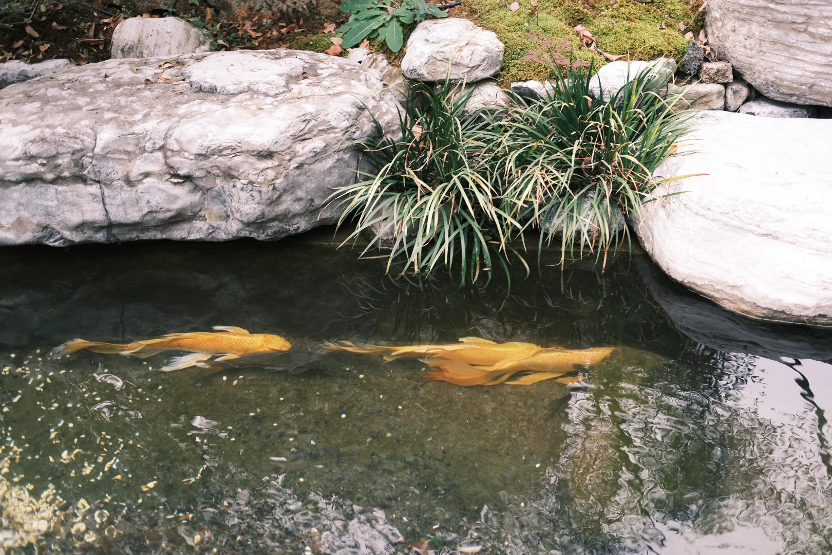 小小郭也太可爱了叭