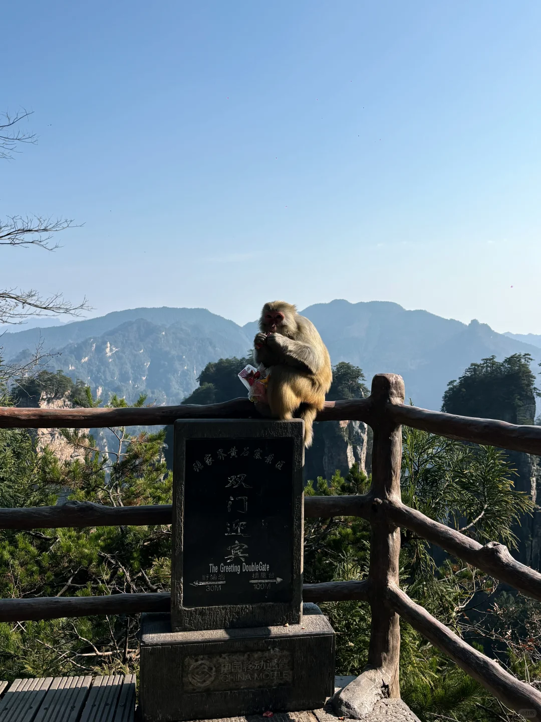 张家界 这样做不被猴抓！