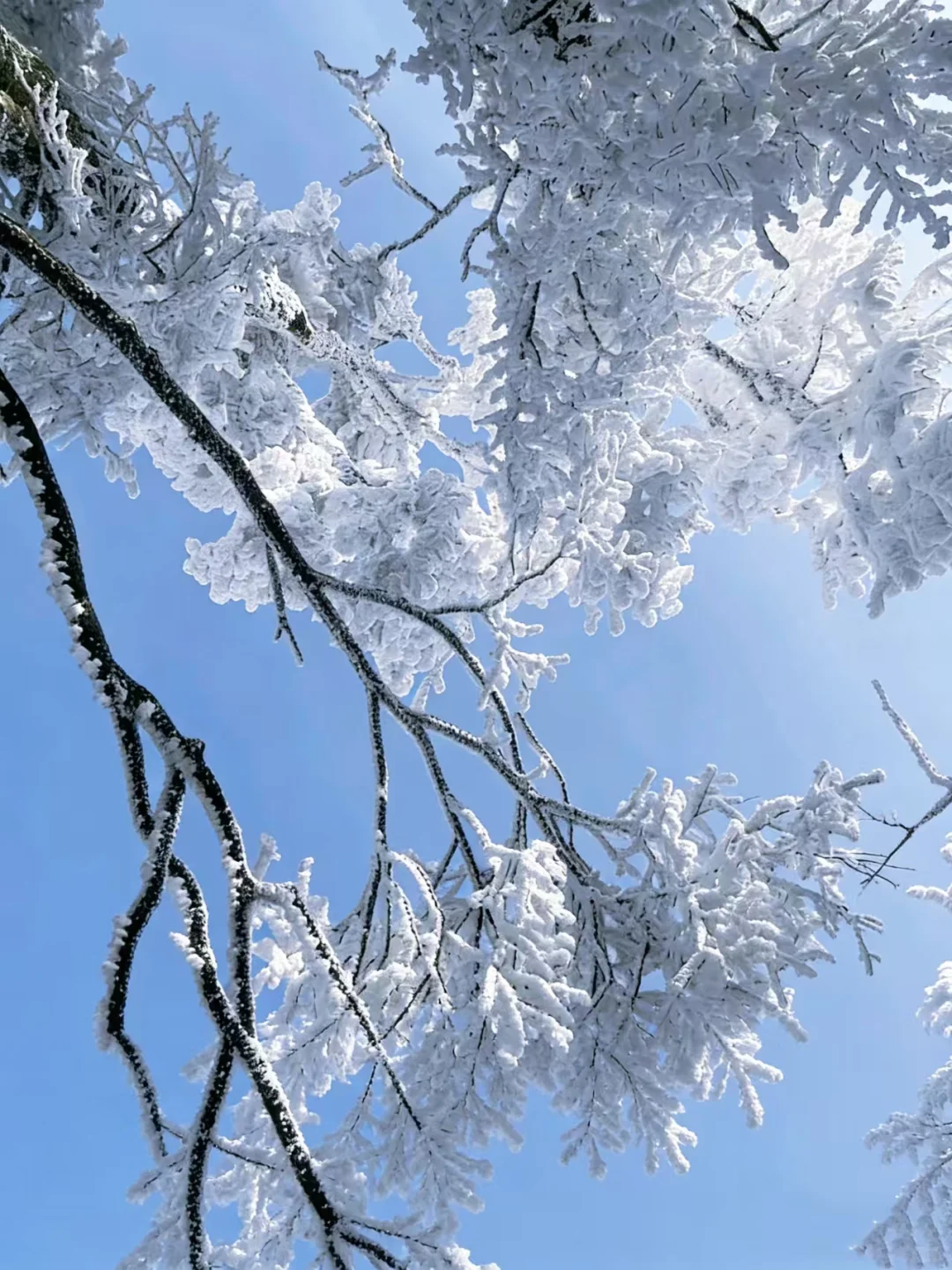 2025张家界冬雪实录❄️两天一夜沉浸式玩雪