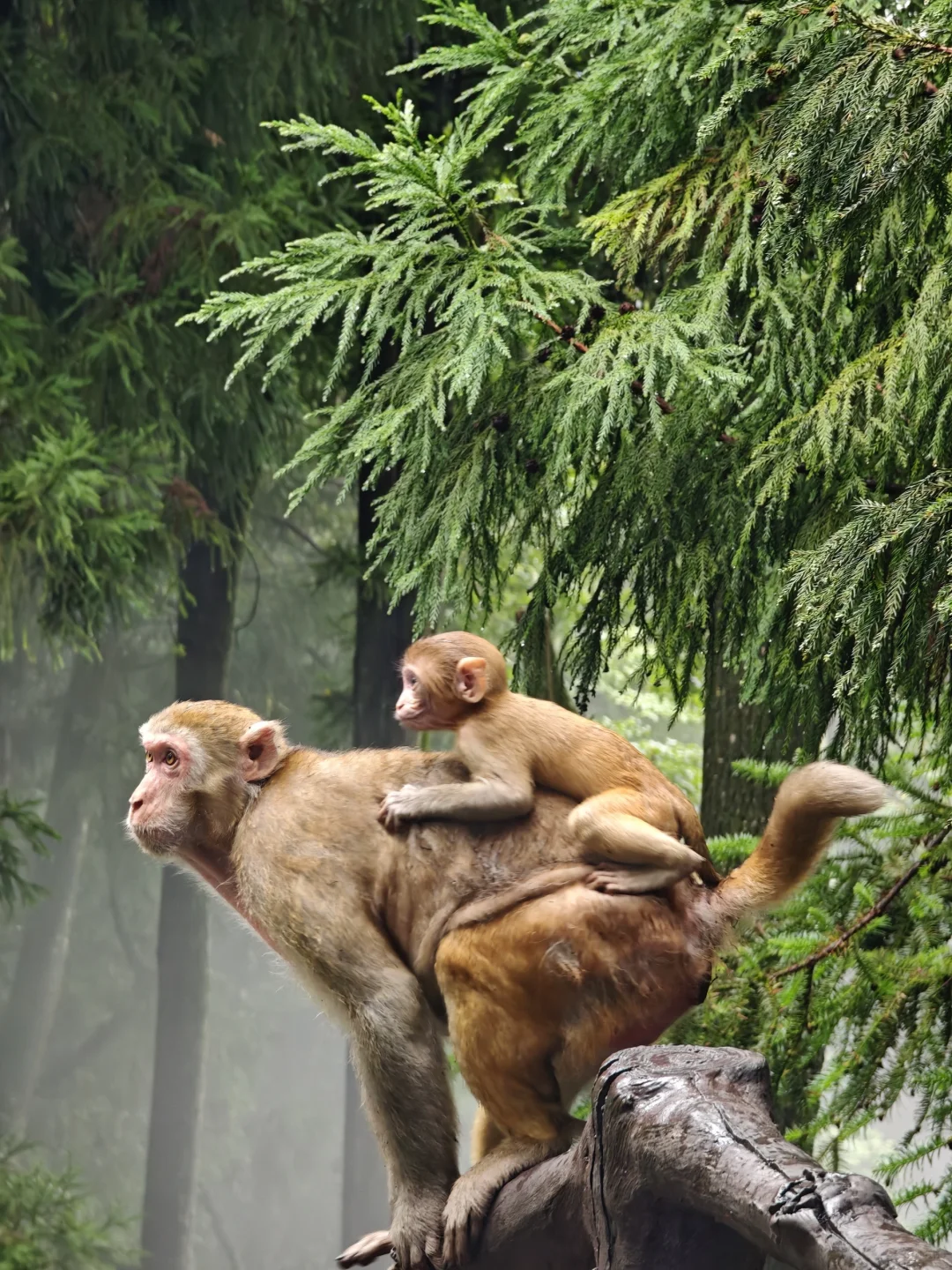 两日游玩张家界森林公园，反向拒绝人堵人