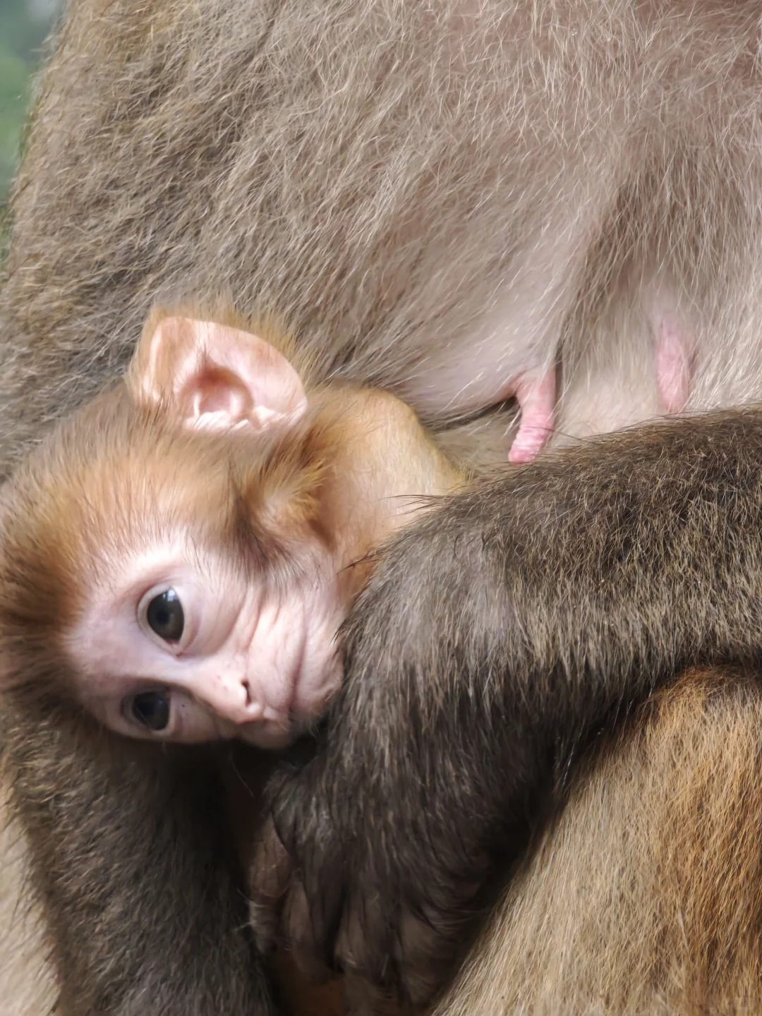 两日游玩张家界森林公园，反向拒绝人堵人