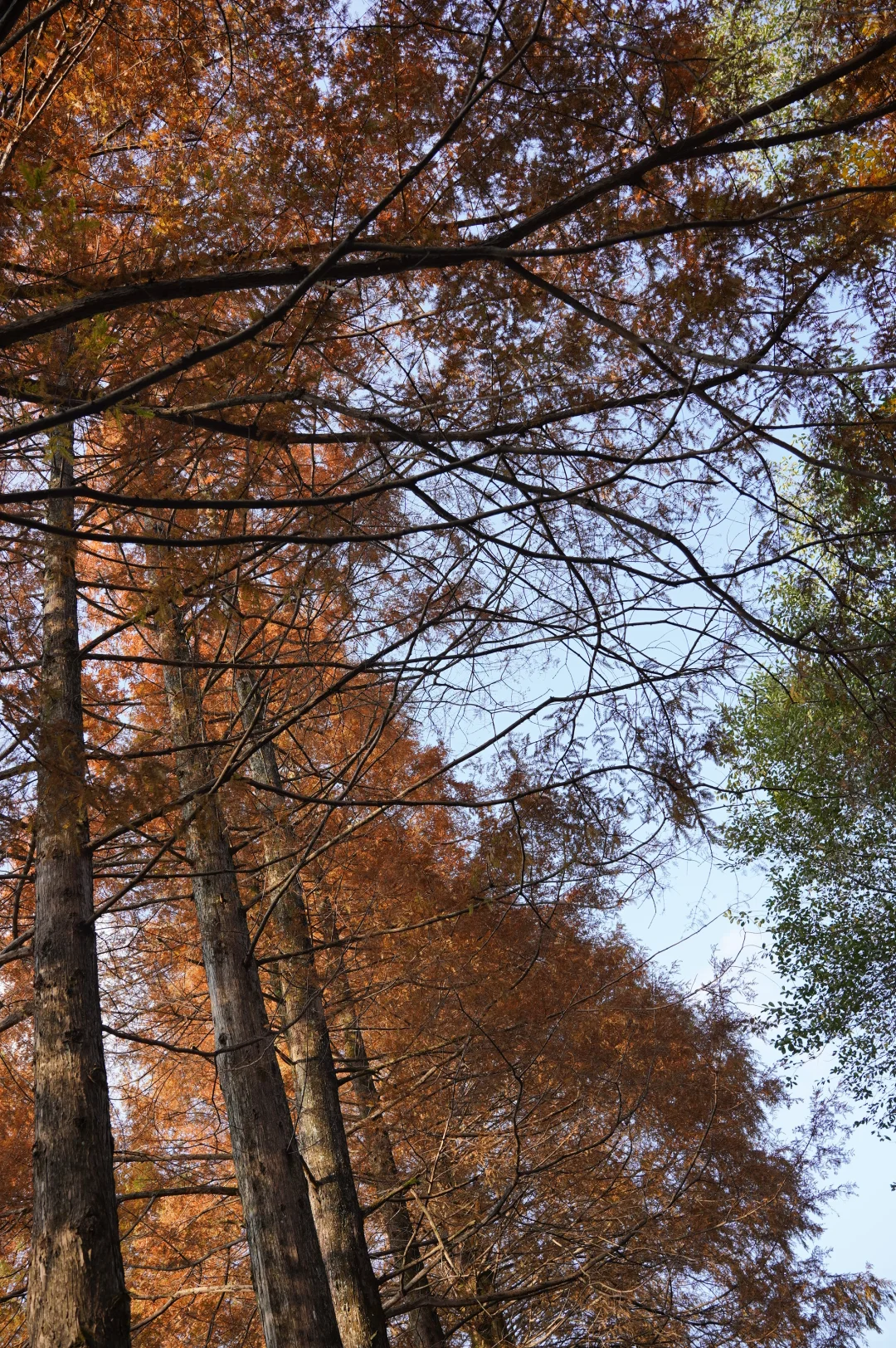 张家界的深秋绝美啊～