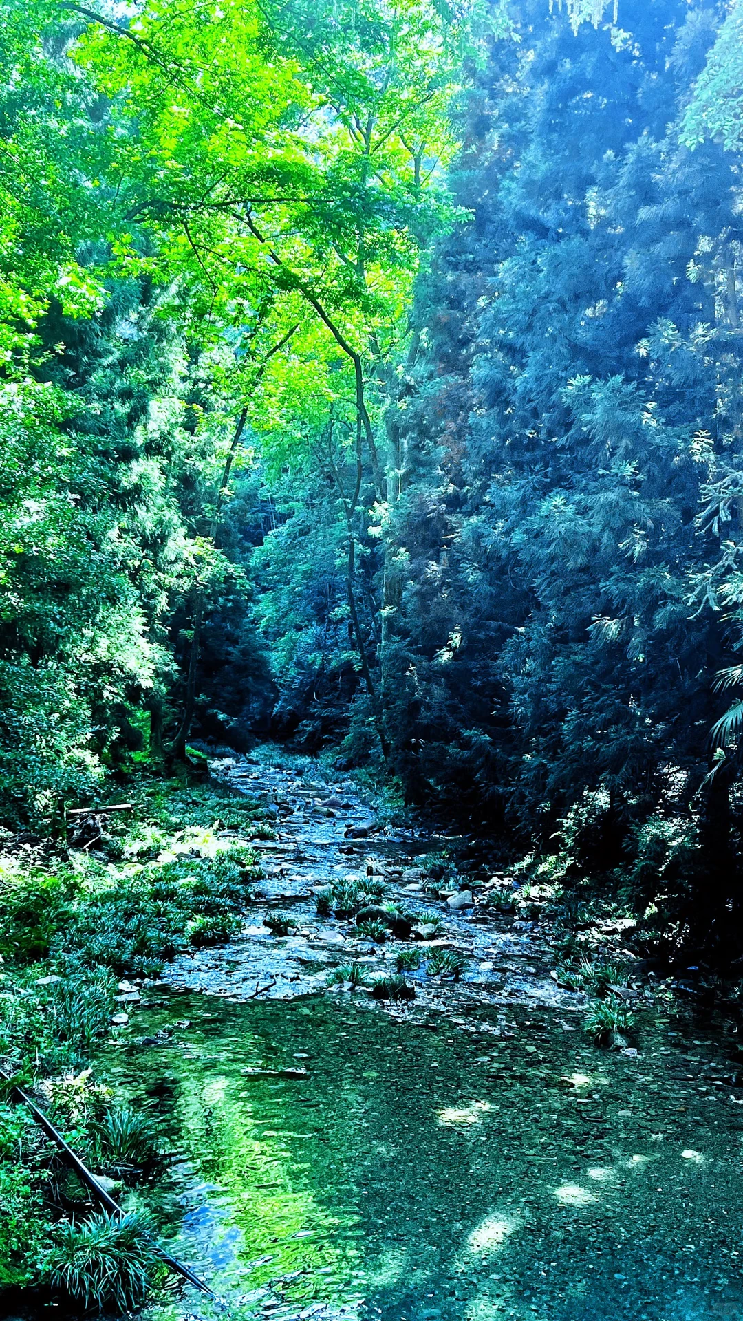 张家界|藏在仙境里的奇峰峻岭