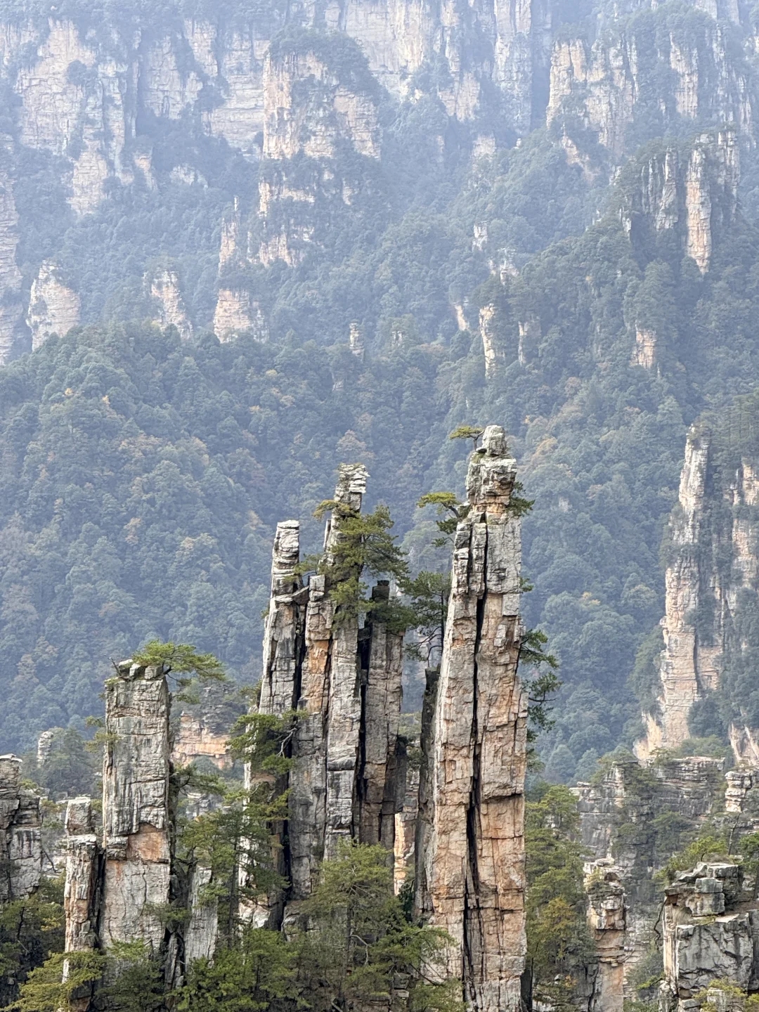 11.11的张家界森林公园