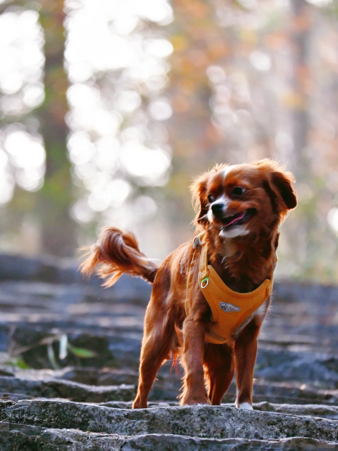 常德太阳山，带毛孩子亲近大自然