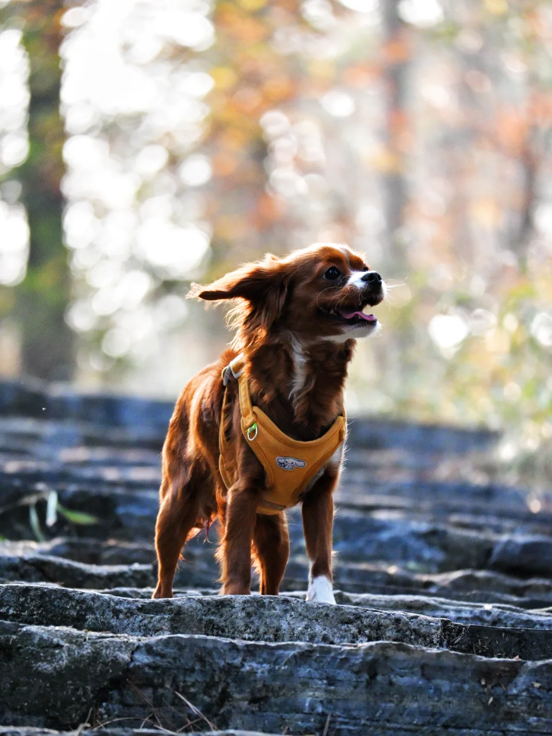 常德太阳山，带毛孩子亲近大自然