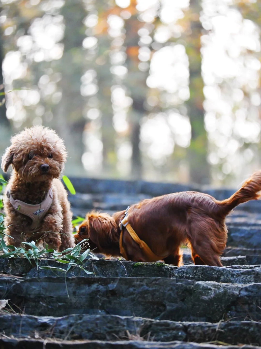 常德太阳山，带毛孩子亲近大自然