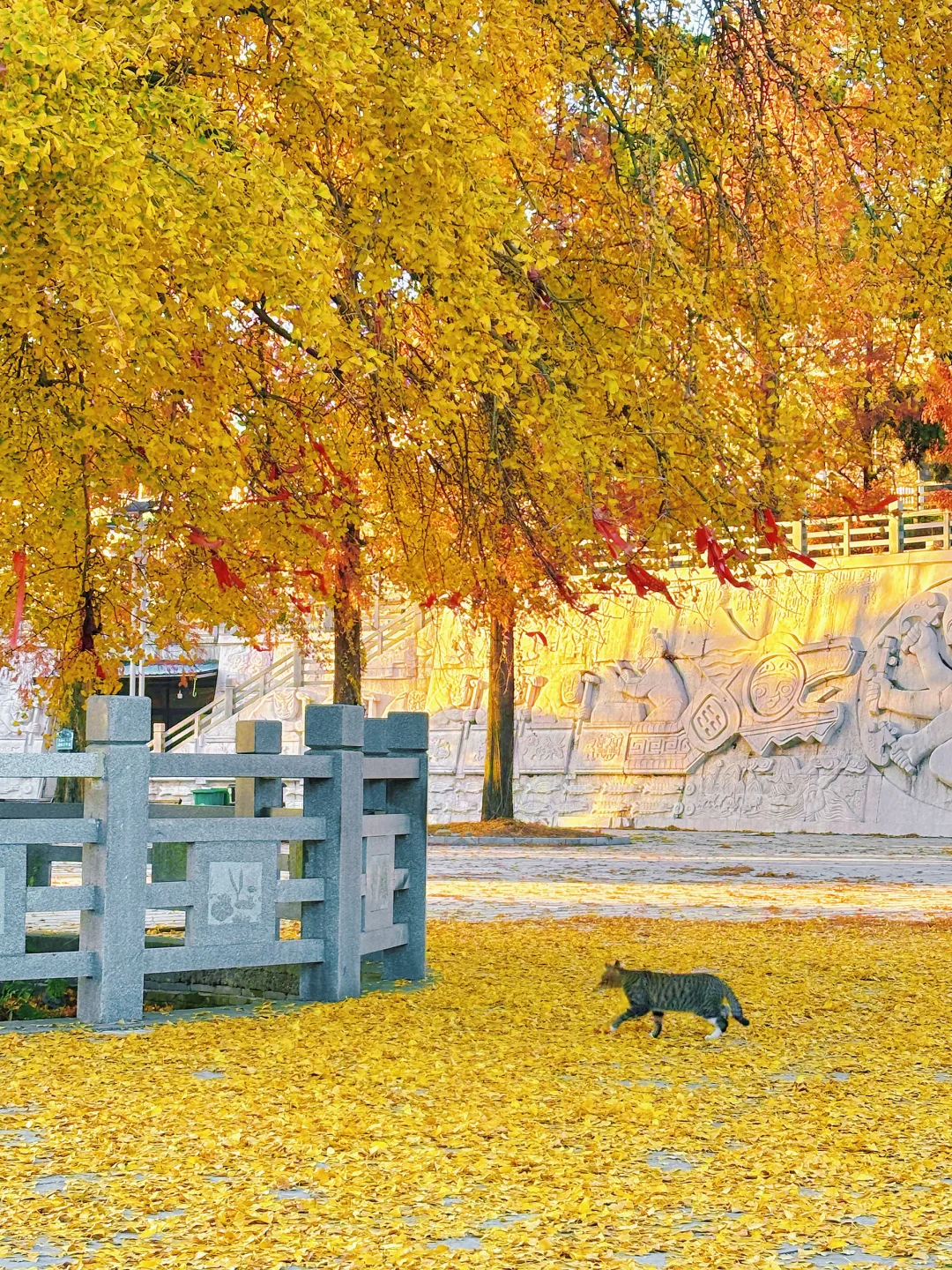 报！！太阳山顶的银杏浓度已达100%