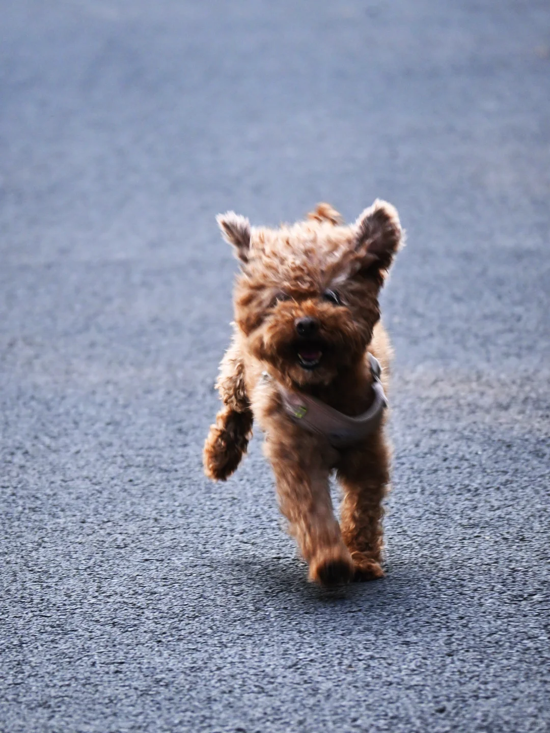 常德太阳山，带毛孩子亲近大自然