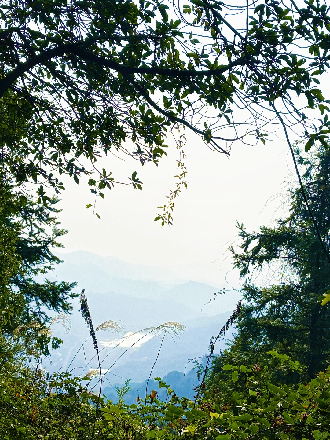 常德太阳山，带毛孩子亲近大自然