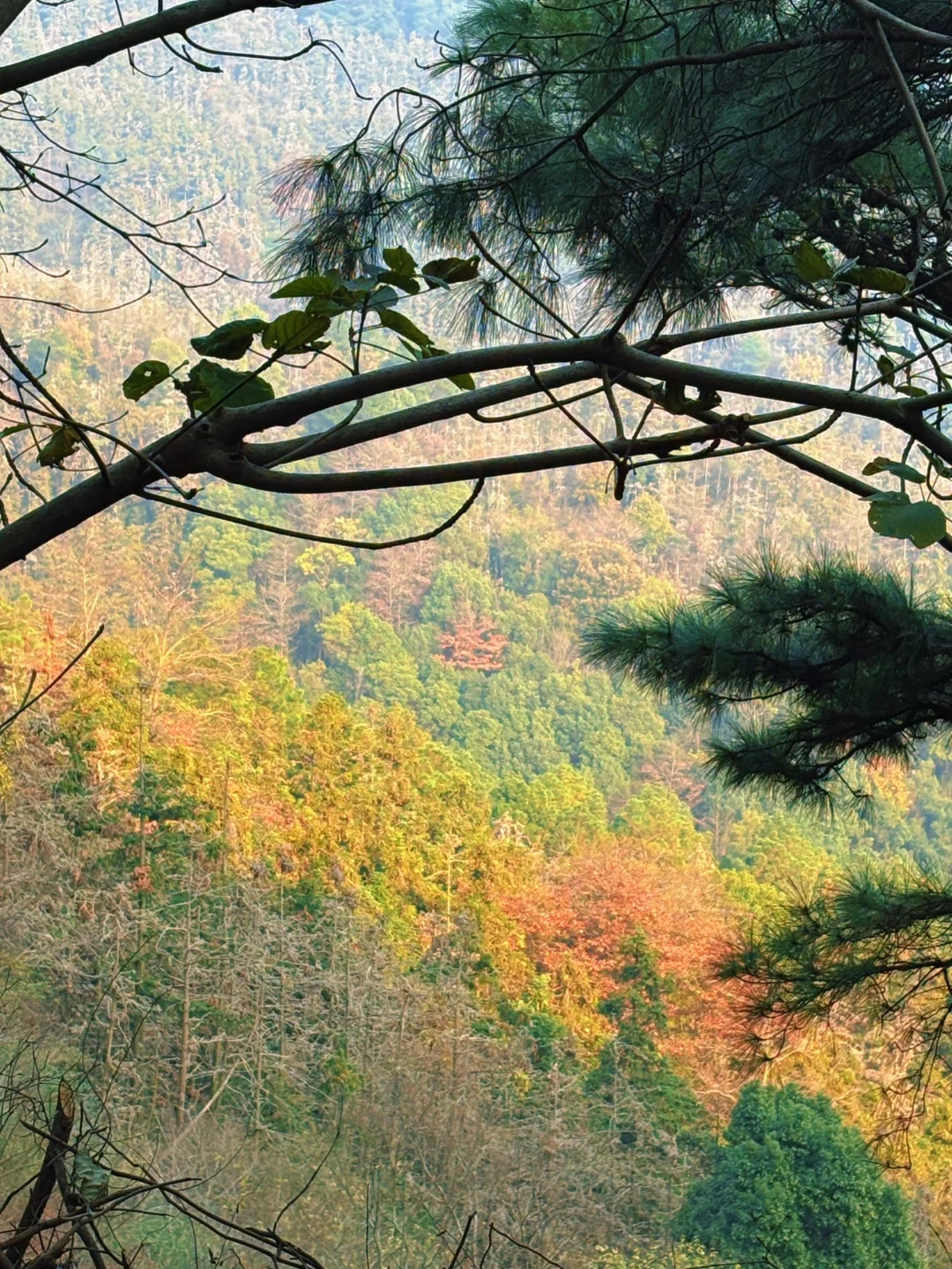 常德太阳山，带毛孩子亲近大自然