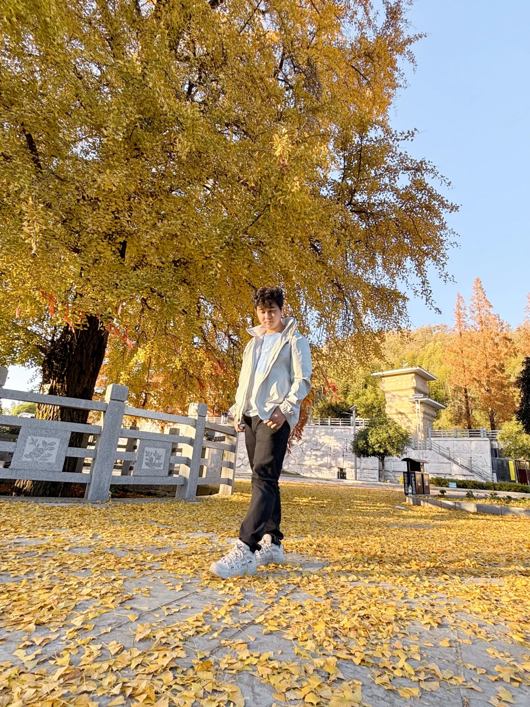 报！！太阳山顶的银杏浓度已达100%