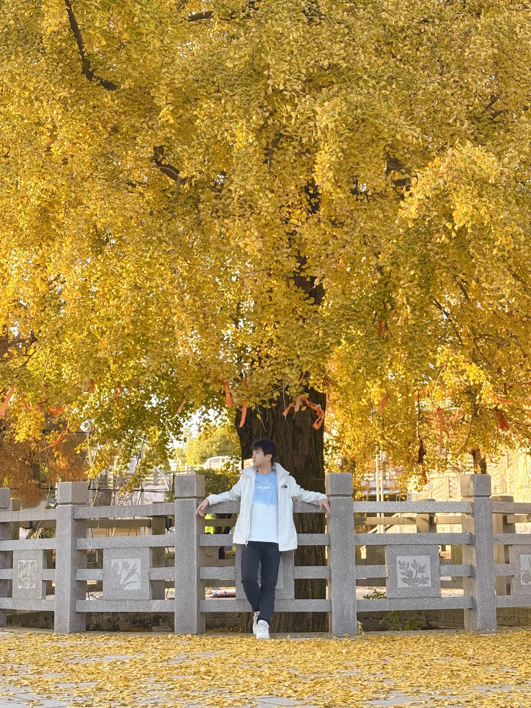 报！！太阳山顶的银杏浓度已达100%