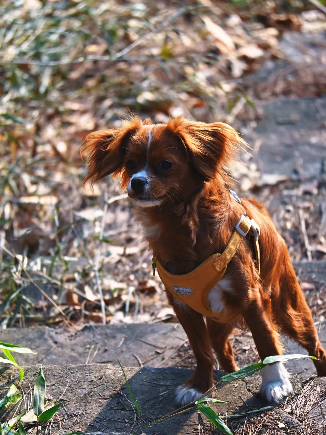 常德太阳山，带毛孩子亲近大自然