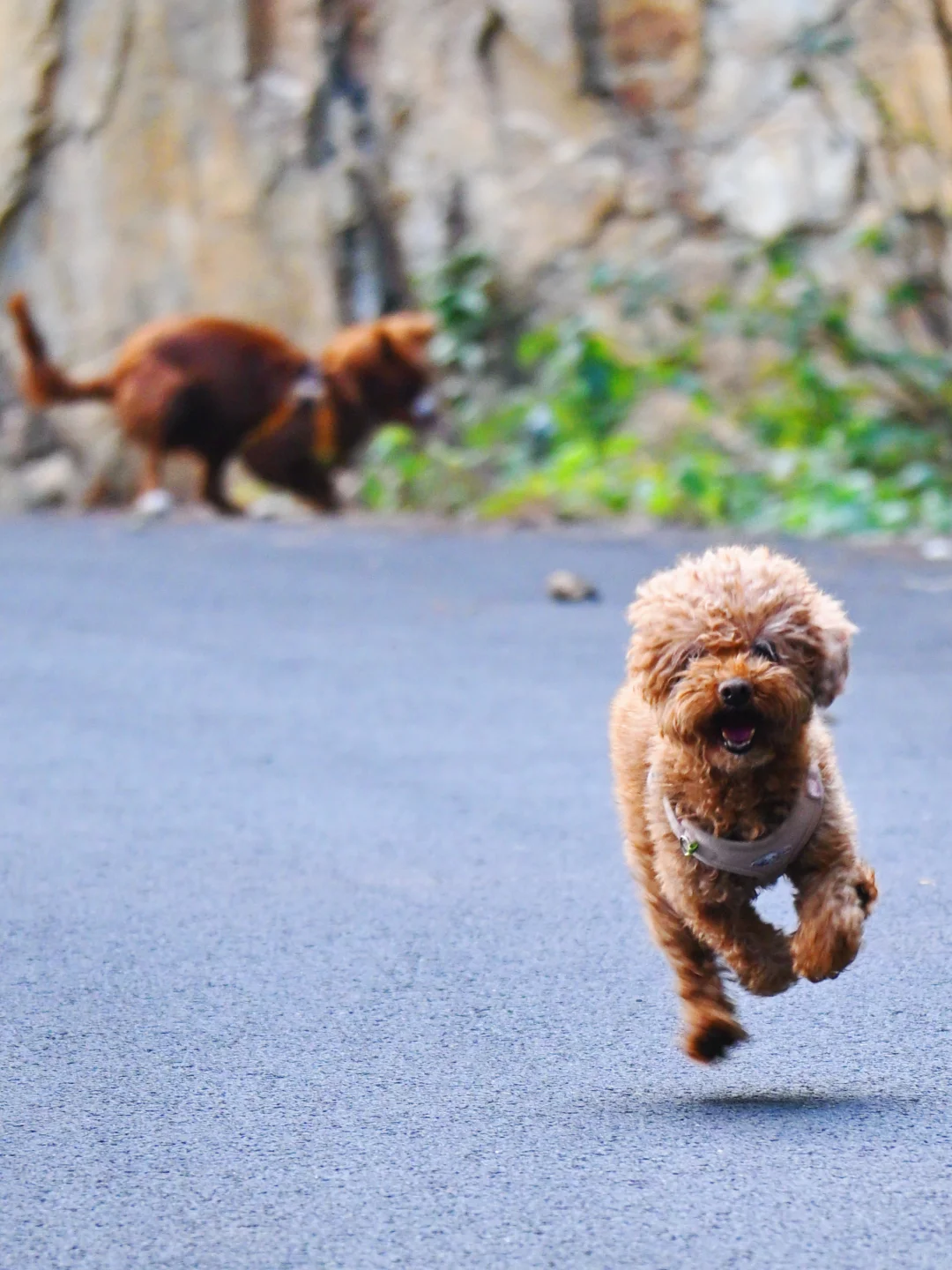 常德太阳山，带毛孩子亲近大自然