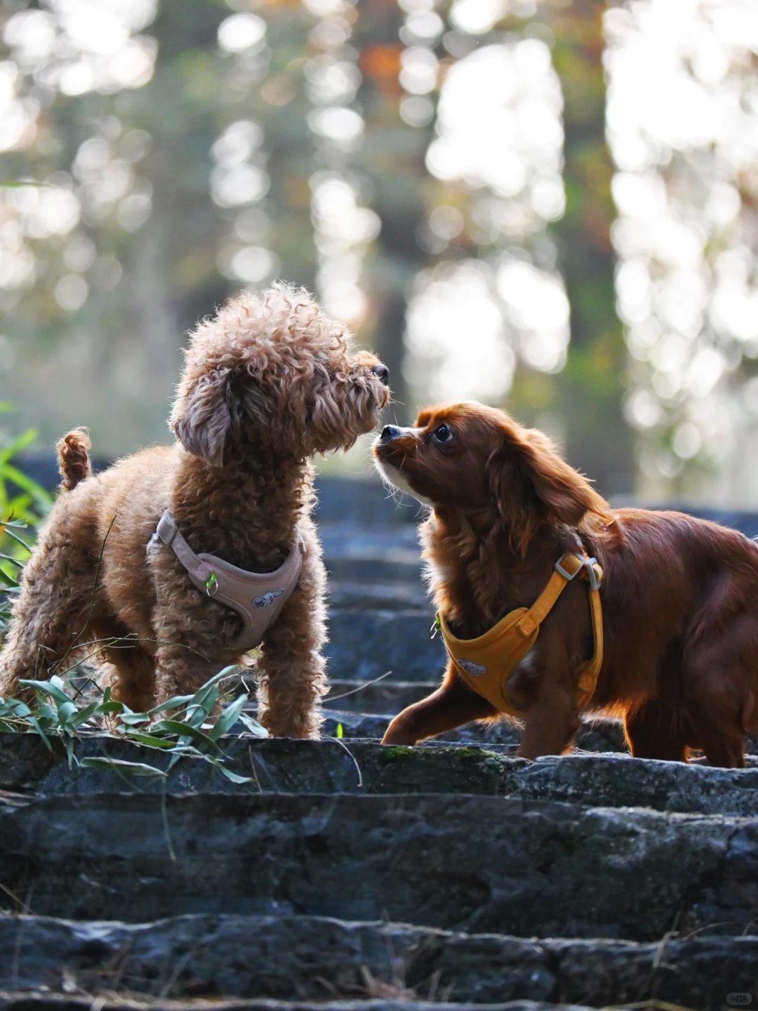 常德太阳山，带毛孩子亲近大自然