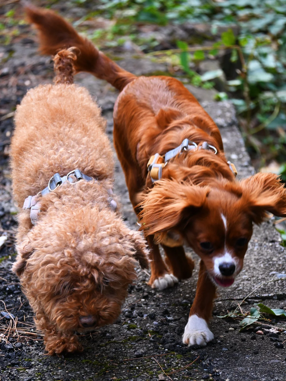 常德太阳山，带毛孩子亲近大自然