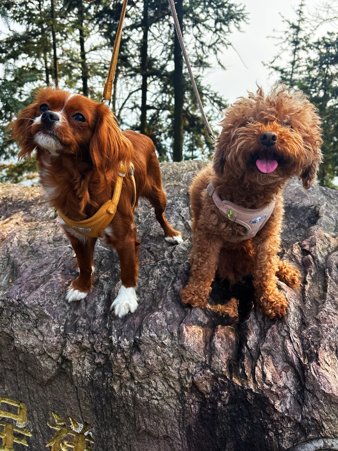 常德太阳山，带毛孩子亲近大自然