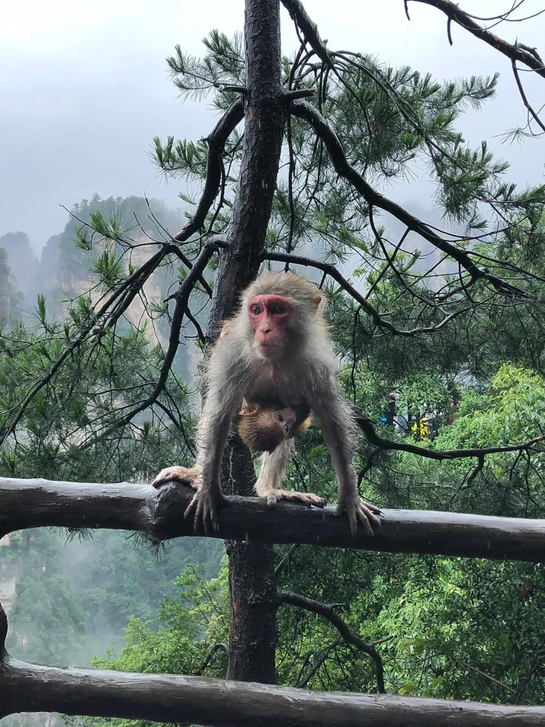 张家界带娃已回，真心提醒下暑假去的宝妈们