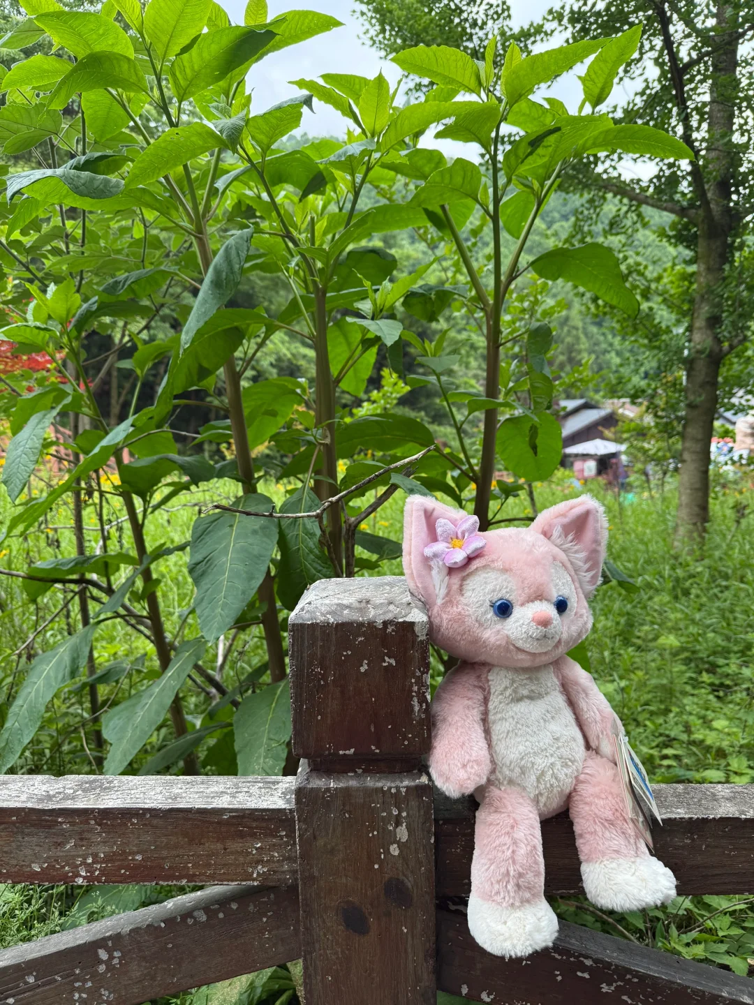 中国张家界国家森林公园～