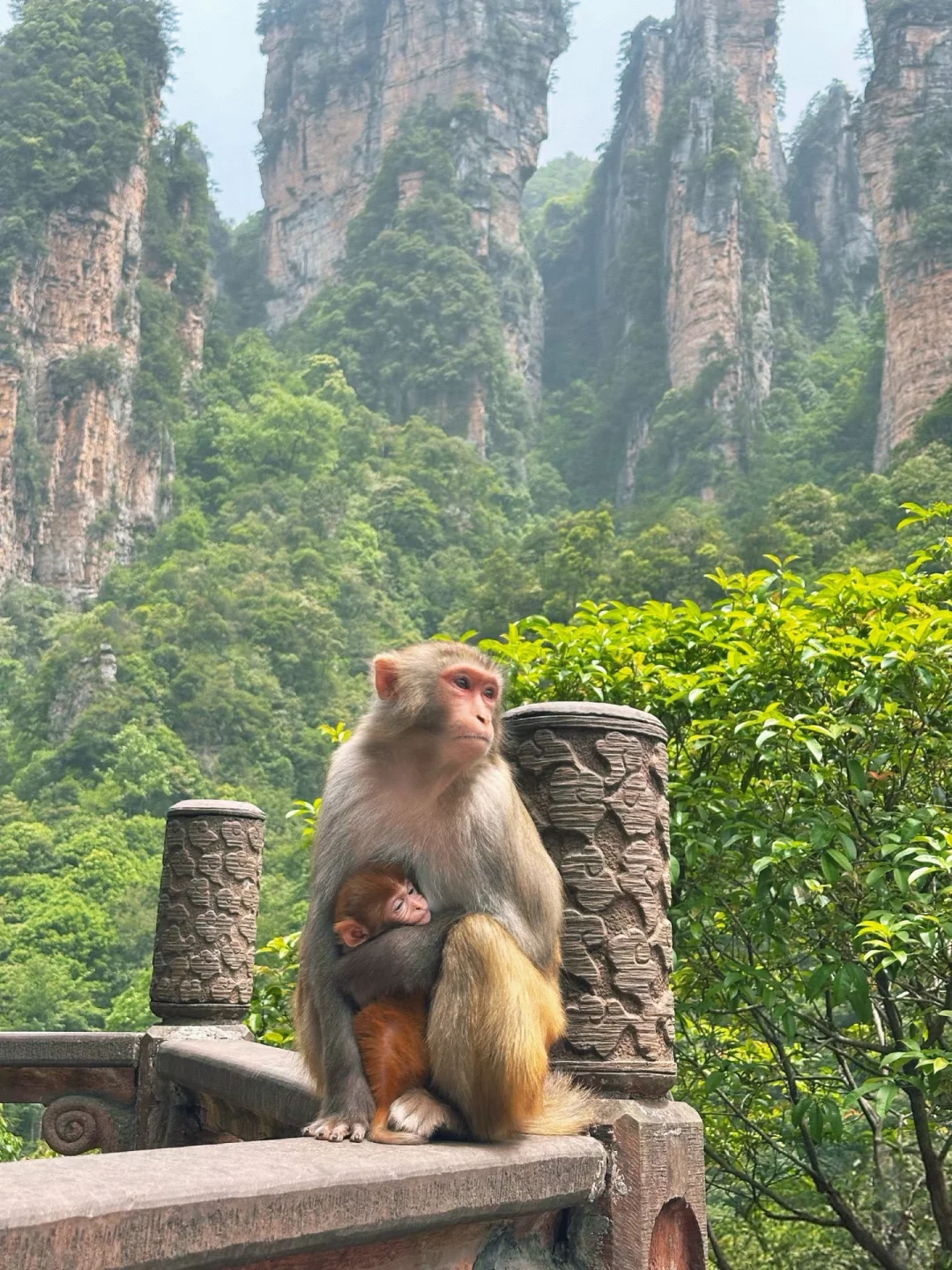 📍𝐙𝐡𝐚𝐧𝐠 𝐉𝐢𝐚 ?