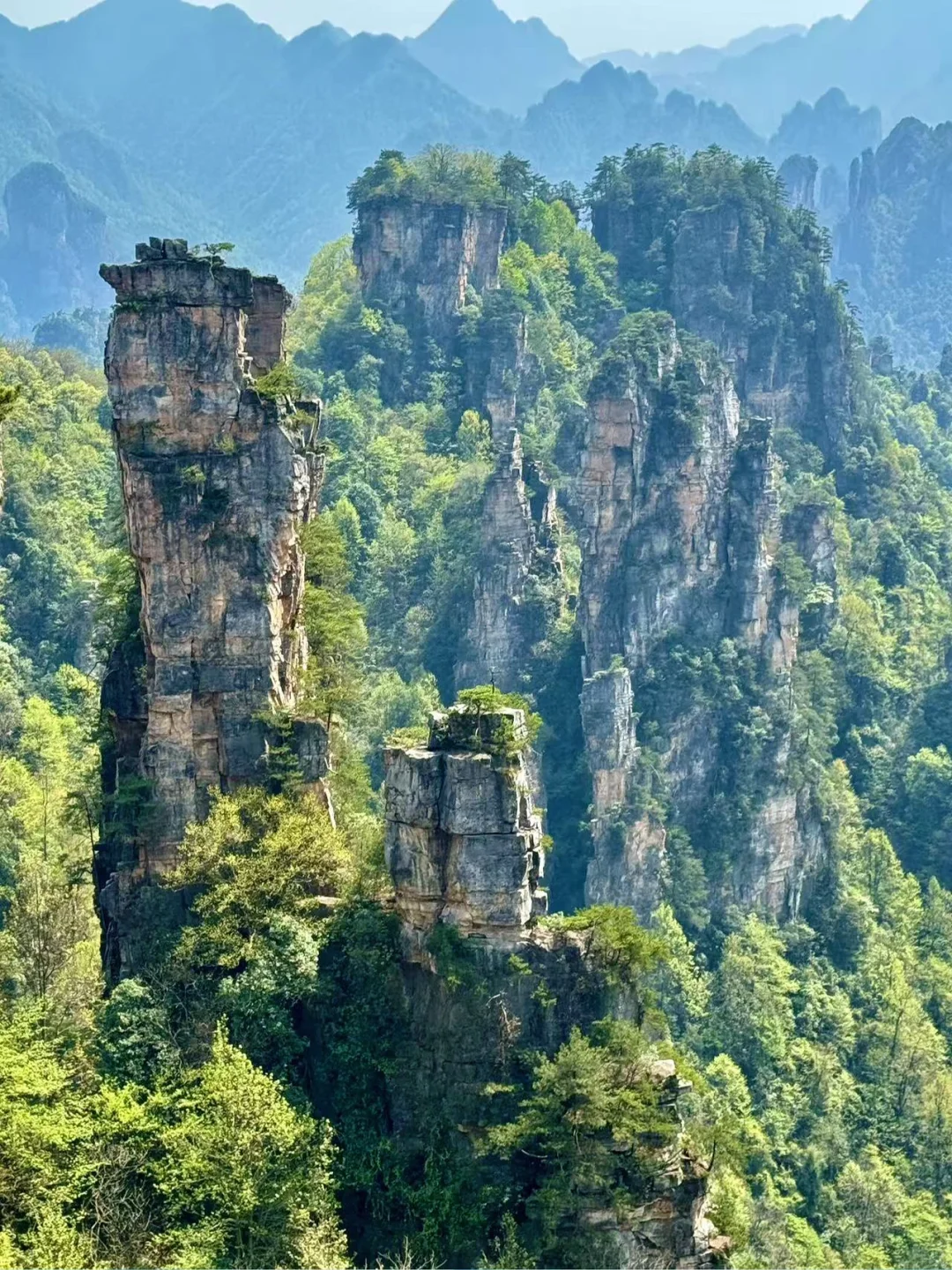 🌿闯入阿凡达星球！打卡张家界国家森林公园✨