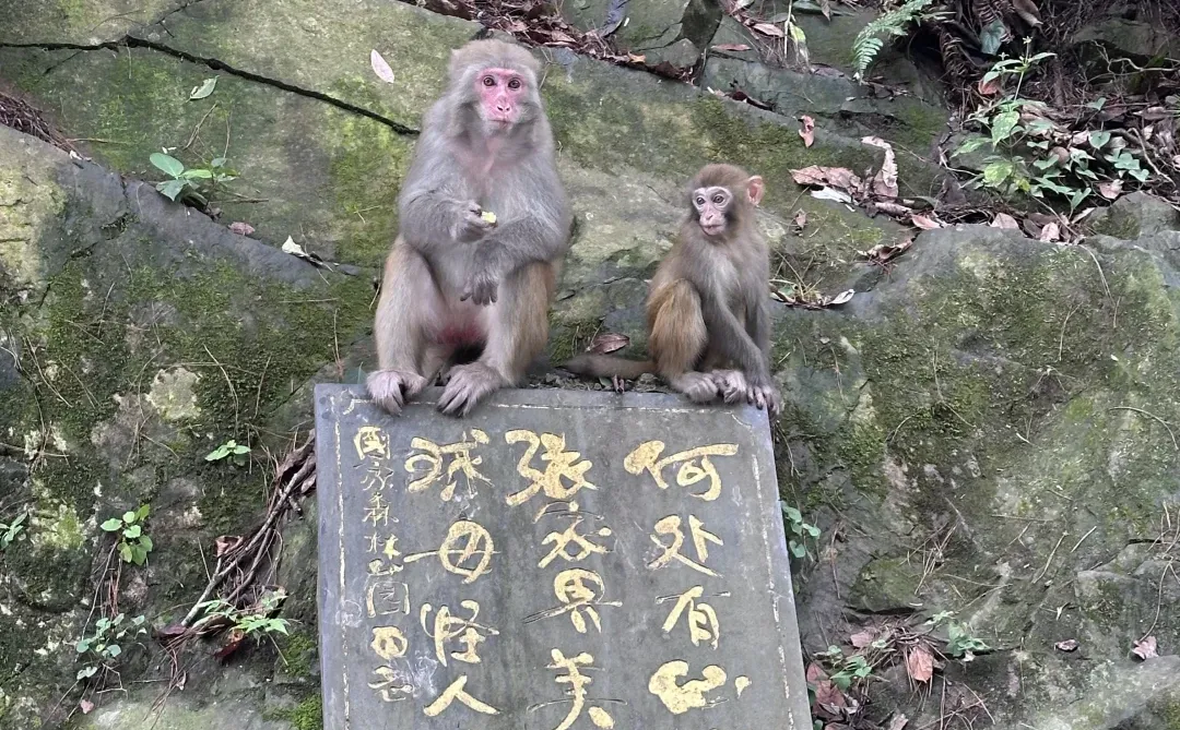 重生之我在张家界当野人