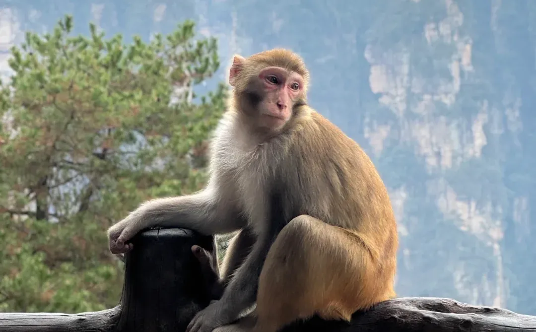12.11 今天張家界，天氣超好！