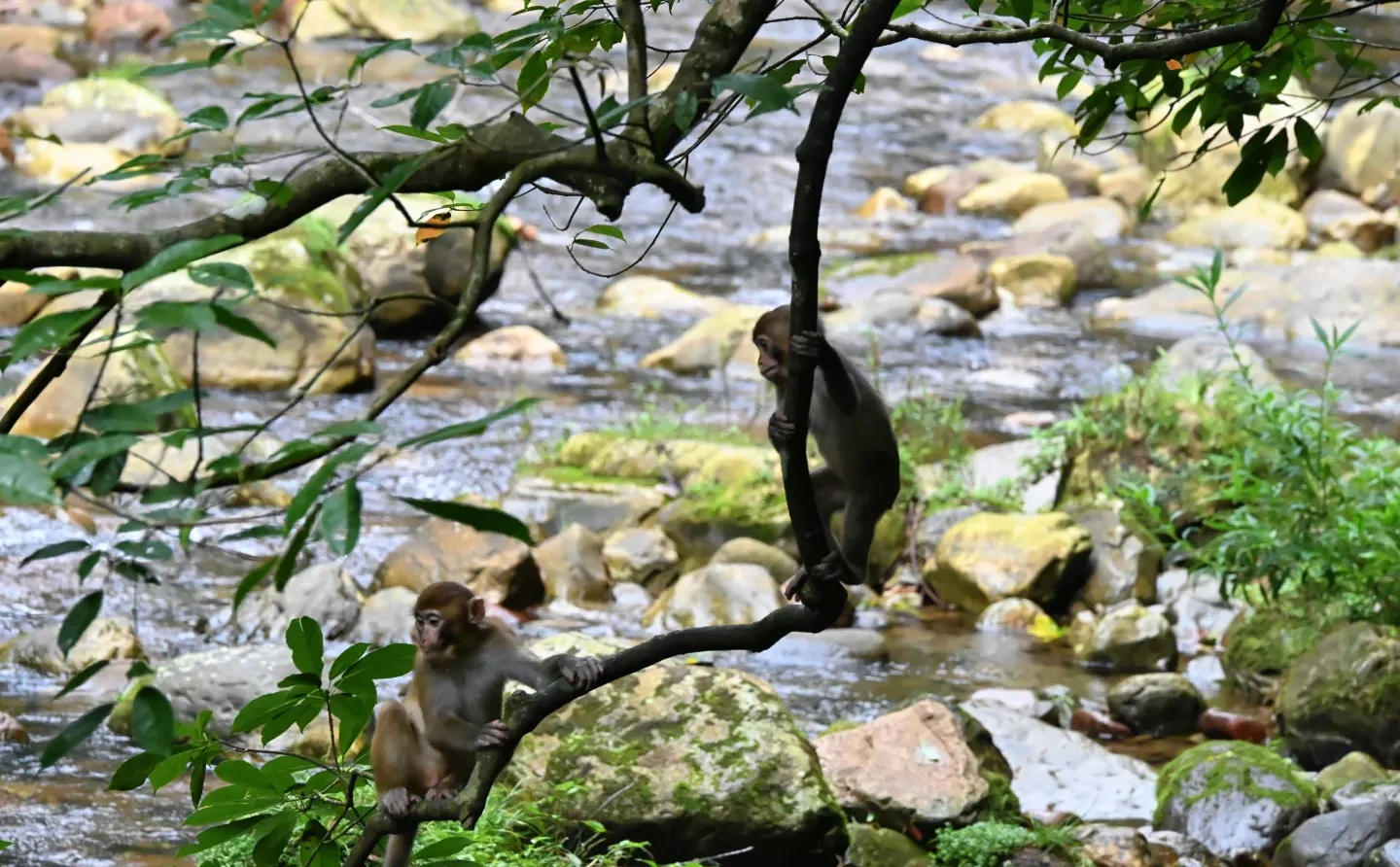 武陵猴趣 | 去张家界做快乐自由的吗喽