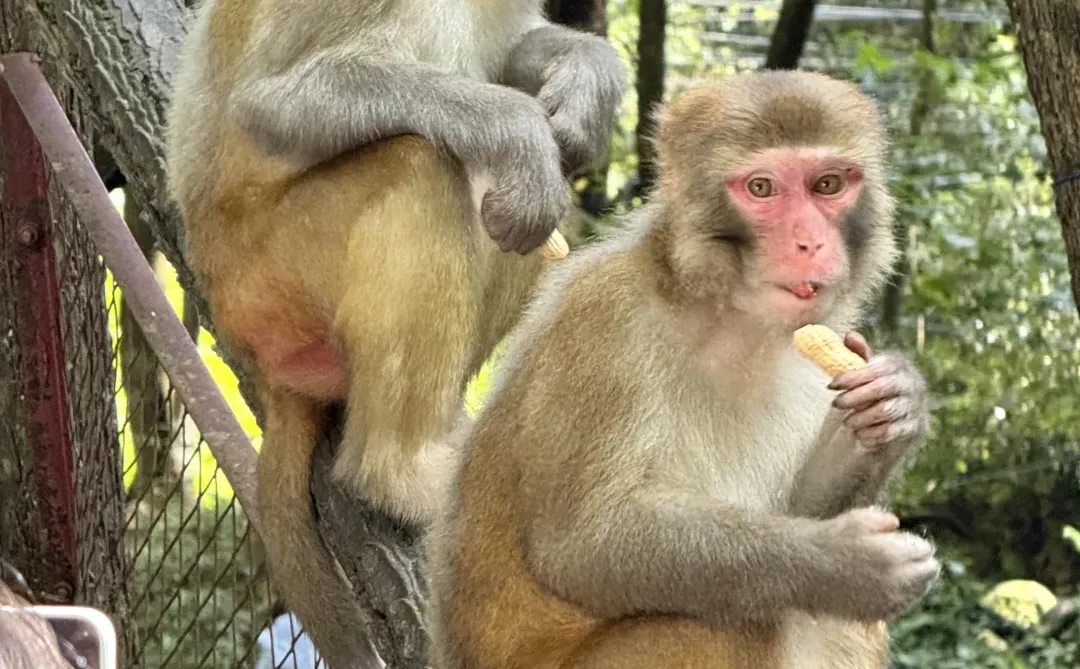 张家界森林公园一日路线（A线）