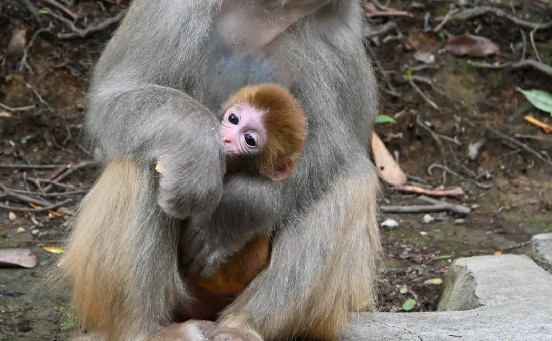 韩国人私藏的中国仙境 张家界