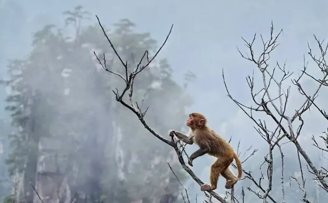 张家界的猴子们实太可爱了