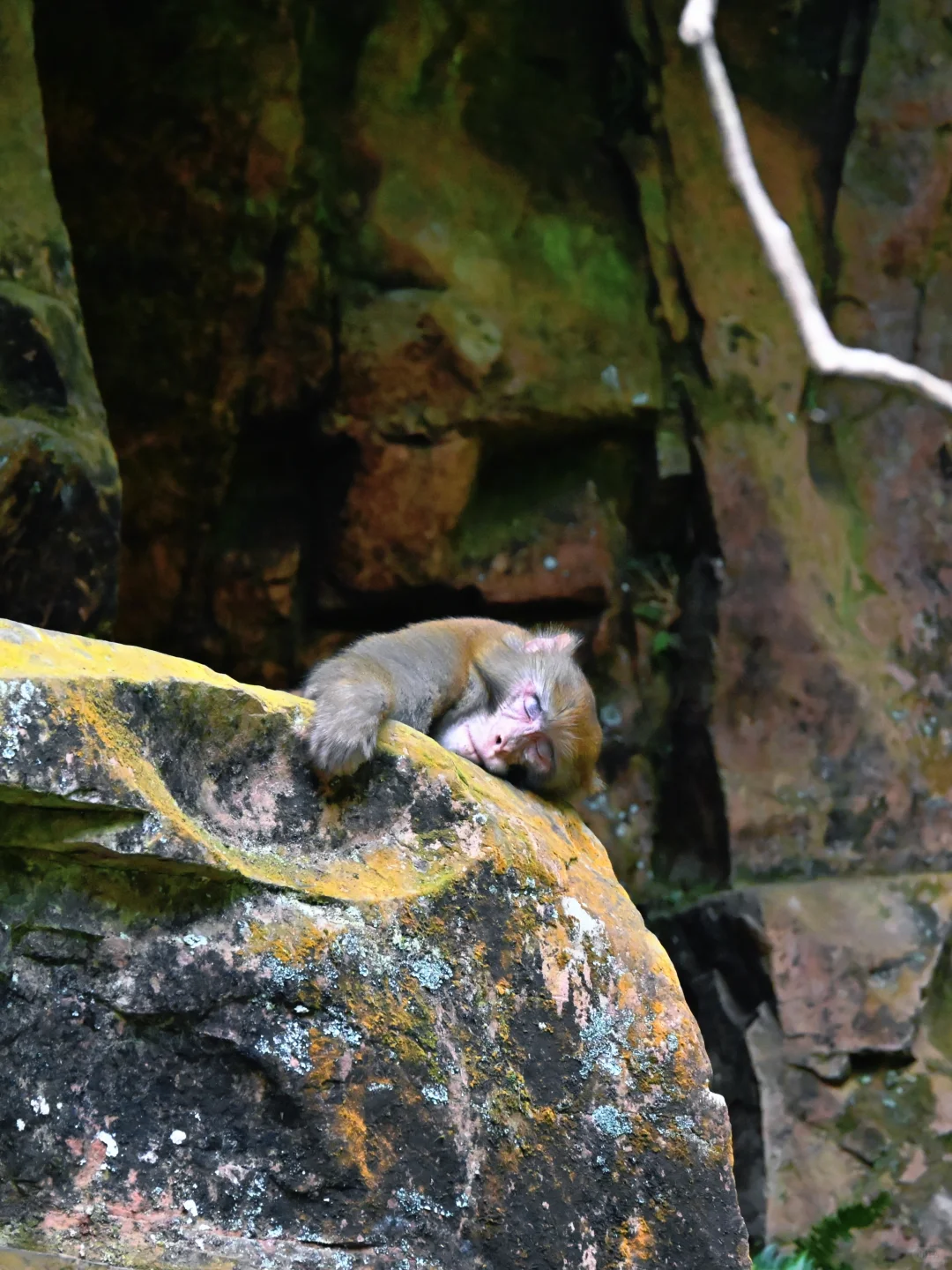 武陵猴趣 | 去张家界做快乐自由的吗喽
