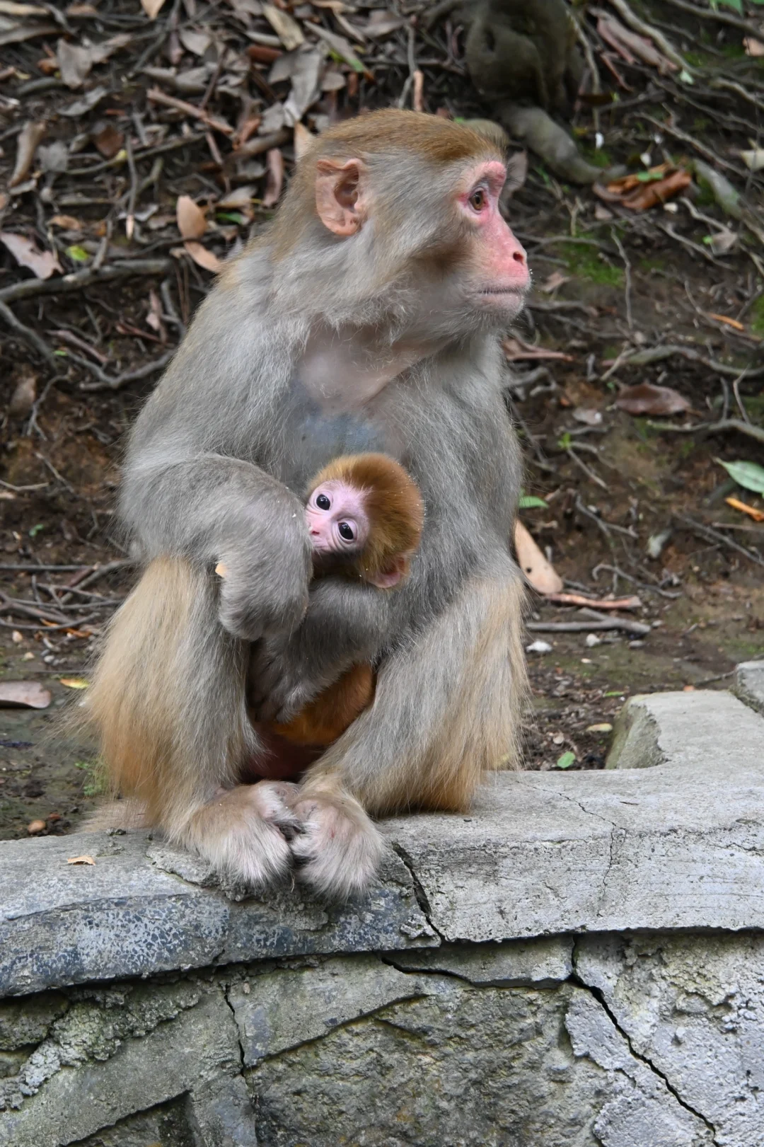 韩国人私藏的中国仙境 张家界