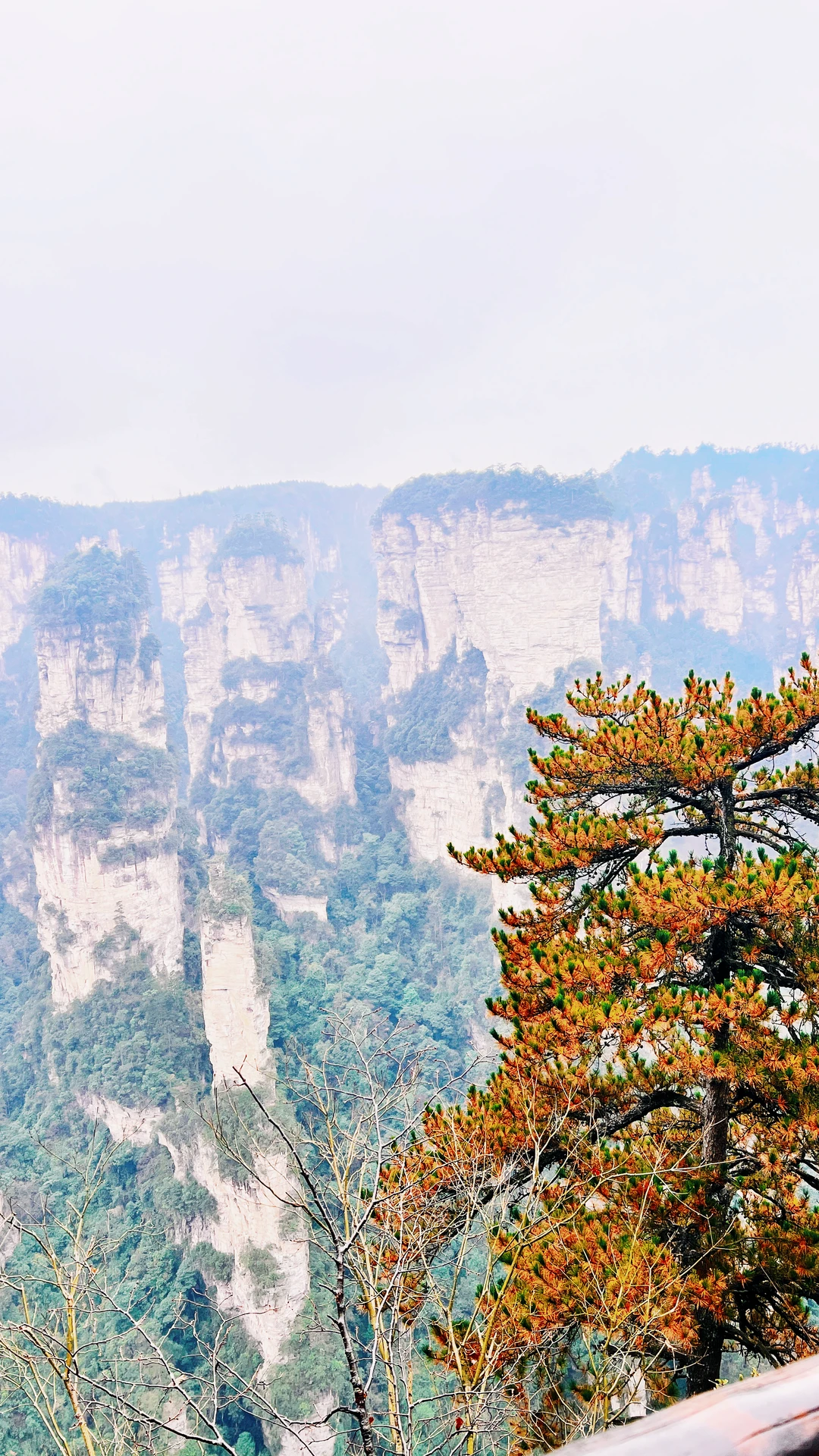 12月份的张家界国家森林公园