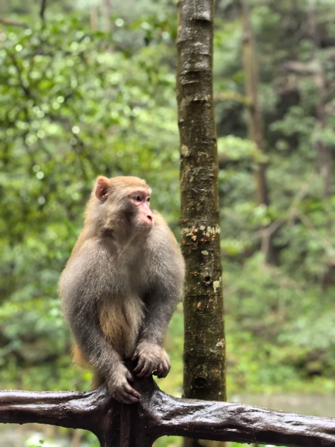 张家界的猴子们实太可爱了